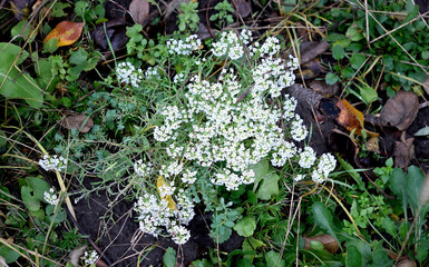Late fall. White alisum blooms in the garden. As a background texture