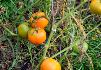 tied tomato bush in the garden, close-up
