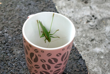 grasshopper in a cup after coffee, close-up