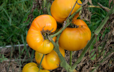 tied tomato bush in the garden, close-up