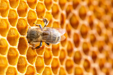 Surrounded by the scent of fresh honey, a bee methodically combs through the honeycomb, extracting...