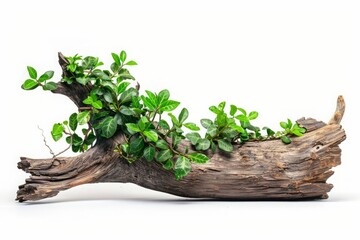 old tree trunk with young green leaves isolated on white background
