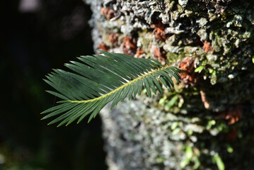 メタセコイアの若葉