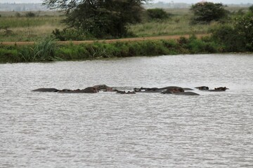 Fototapeta premium Hippos in the pond