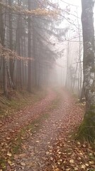 Fototapeta premium Walk in the fresh air in the autumn misty forest