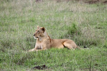 lion in the grass