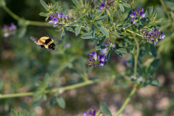 bumblebee on a flower