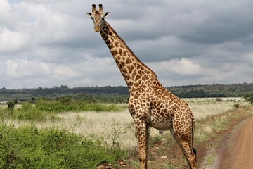 giraffe in the savannah