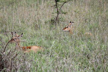 red tailed deer