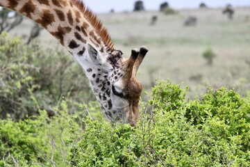 giraffe in the grass