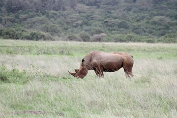rhino in the river