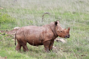 white rhino and calf