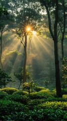 Obraz premium Sunbeams streaming through forest trees at dawn - Enchanting sunbeams stream through the trees of a dense forest, highlighting the serene beauty and quiet morning atmosphere