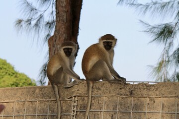 baboon sitting on the tree