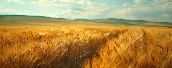Outdoor-Kissen Wheat fields harvesting landscape © Coosh448