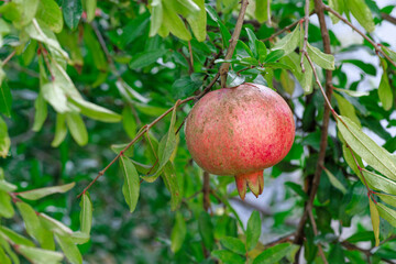 Close-up of a pomegranate, garnet hanging on a tree branch - 761804307