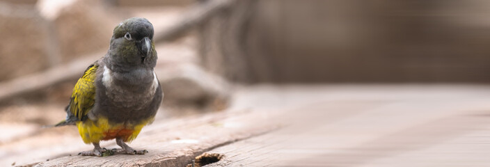 Parrot on the blackboard