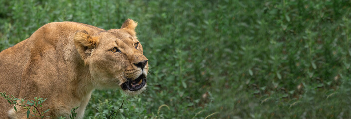 Female lion in the forest