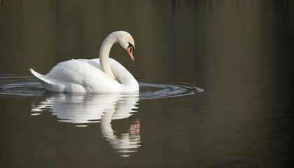 A Swan With Its Reflection Distorted In The Rippli