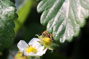 イチゴの花にとまるミツバチ