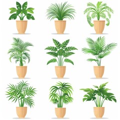 Parlor Palm (Chamaedorea Elegans, Neanthe Bella Palm) Pot Plant Icon Set, Parlor Palm Plant Flat Design