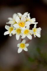 Fleur de haute Savoie 
