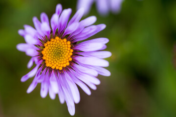 Fleur de haute Savoie 