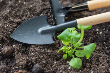 A shovel and a rake for transplanting seeds of agricultural plants. garden tools shovel, shovel shovel, iron rake with wooden handles on fresh ground for planting