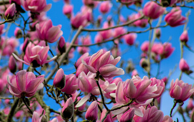 pink magnolia the garden