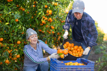 Skilled man and woman farmer workers in plaid shirts harvesting fresh tangerines during work on...
