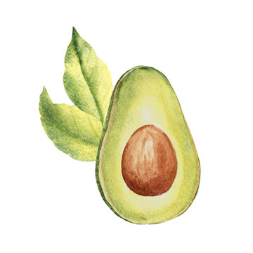 Avocado half fruit with leaves. Hand drawn botanical watercolor illustration on white background.