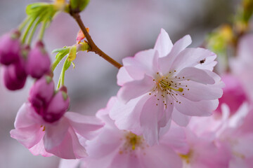 cherry blossom in spring, close up of pink sakura flowers