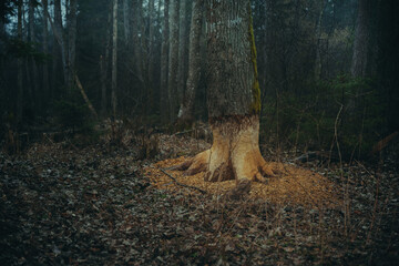 beaver gnawed oak