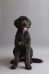 Selective focus vertical view of cute black Bernedoodle looking up with eager expression while sitting on grey seamless background