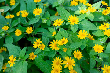 yellow flowers background