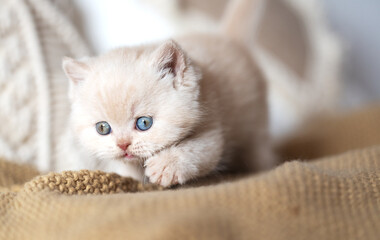 Edle und imposante Britisch Kurzhaar Kitten