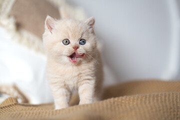 Edle und imposante Britisch Kurzhaar Kitten