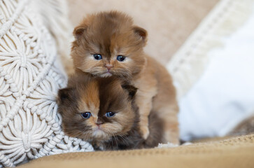 Edle und imposante Britisch Kurzhaar Kitten