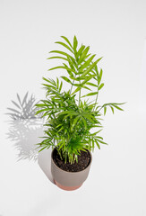 Parlour Palm plant in a pot