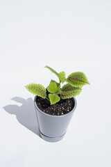 Friendship Pilea plant in a pot