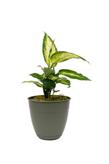 Dumb Cane plant in a pot