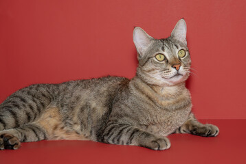 Cat portrait with red background