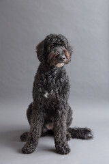 Selective focus vertical view of cute black Bernedoodle looking away with patient expression while sitting on grey seamless background