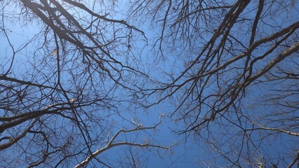 branches against blue sky