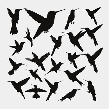 flat design hummingbird silhouette collection