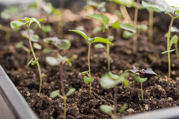 tiny seedlings erupting from the soil, Planting young seedlings on spring day