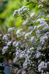 花壇に咲く、白いユーパトリウム チョコラータの花の風景