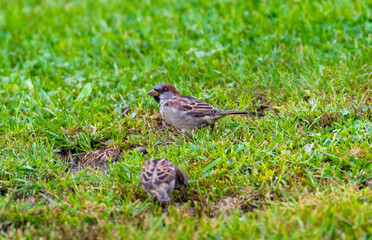 sparrow on the grass