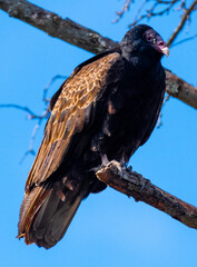 Black vulture in tree