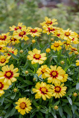 花壇に咲く、黄色いサンビタリアの花の風景